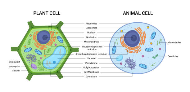 Plant Cell: know more about its definition, and structure